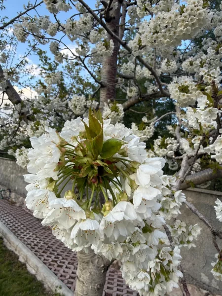 Ana Fotoğraf